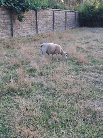 Texel dekbok, dekram, Mâle, Mouton, 0 à 2 ans