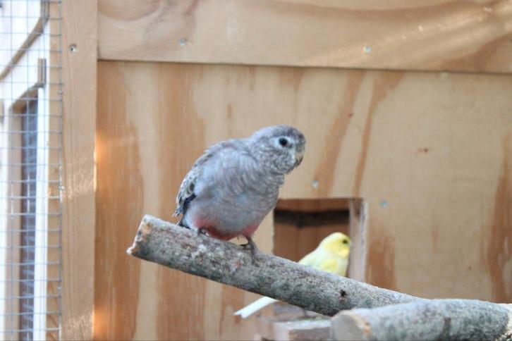 Bourke parkiet, Dieren en Toebehoren, Vogels | Parkieten en Papegaaien, Parkiet, Geringd