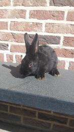 Jonge konijntjes, Dieren en Toebehoren, Konijnen