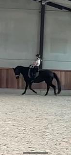 Top dressuur merrie  vandaag op te halen, Dieren en Toebehoren, Paarden, Merrie, 165 tot 170 cm, Gechipt, 11 jaar of ouder