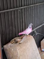 Pakistaanse hoogvliegers, Dieren en Toebehoren