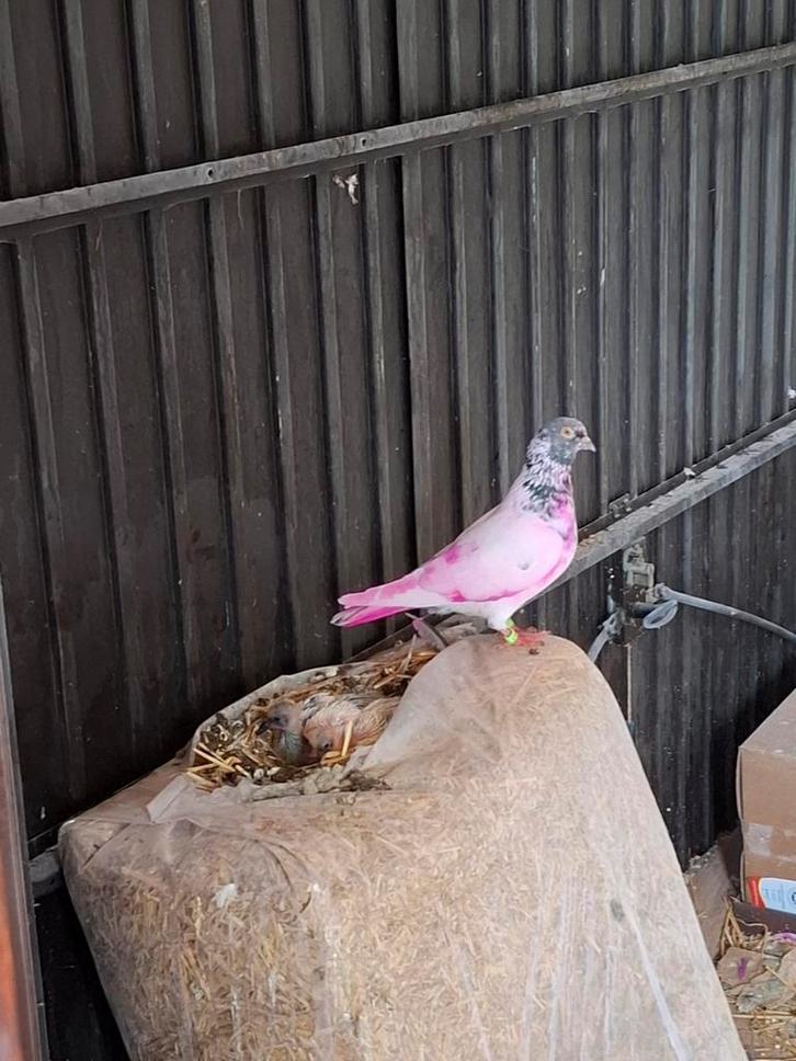 Pakistaanse hoogvliegers, Dieren en Toebehoren, Vogels | Parkieten en Papegaaien