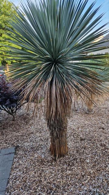 Grote yucca rostrata! beschikbaar voor biedingen