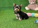 Yorkshire Terrier pups, Dieren en Toebehoren, CDV (hondenziekte), Meerdere, 8 tot 15 weken, Meerdere dieren