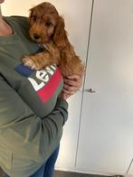 Super lieve cockapoo pup ( dwerg poedel x cocker), Poedel, België, Reu, CDV (hondenziekte)