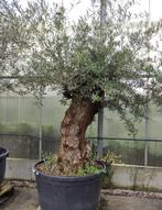 2x Olea europae bonsai, Tuin en Terras, Ophalen, In pot, Olijfboom, 250 tot 400 cm