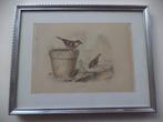 1835 Buffon Oiseaux MOINEAUX Sparrows gravure aquarellée, Enlèvement ou Envoi