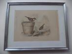 1835 Buffon Oiseaux MOINEAUX Mussen handgekleurde gravure, Ophalen of Verzenden