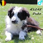 Australische Herder's Duke, Draco & Dax - reutjes te koop, België, CDV (hondenziekte), 8 tot 15 weken, Meerdere