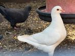 12 ras King Duiven voor 99€, Dieren en Toebehoren