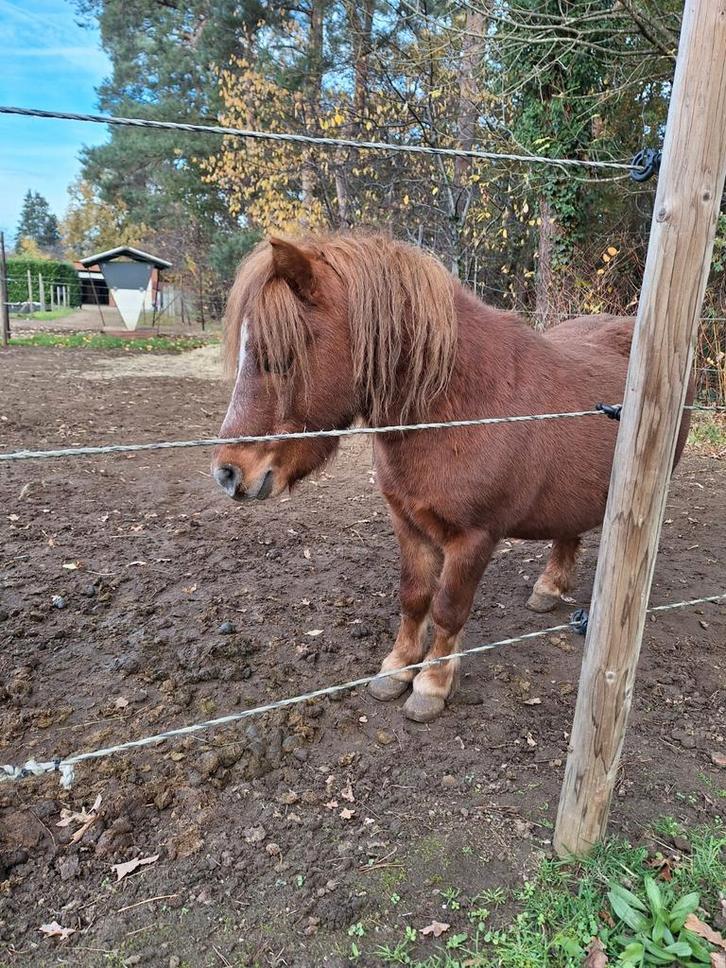 Goede thuis gezocht voor 2 Shetlanders,  hengstjes, Dieren en Toebehoren, Paarden