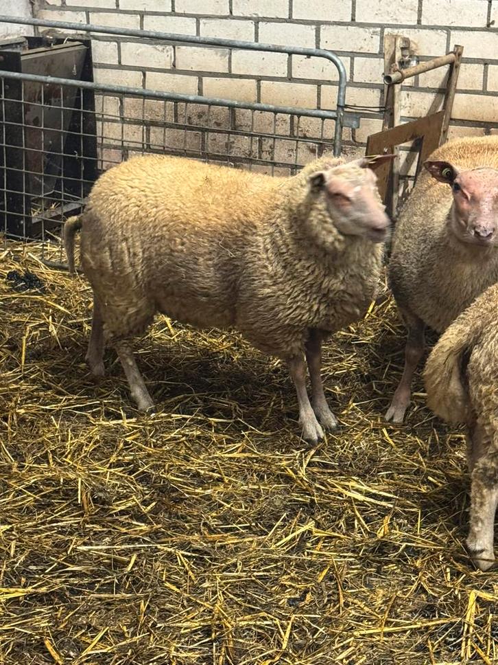 2 Ooilammeren, Dieren en Toebehoren, Schapen, Geiten en Varkens, Schaap, Vrouwelijk, 0 tot 2 jaar