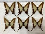 Papilio leucaspis VLINDERS, Verzamelen, Dierenverzamelingen, Ophalen of Verzenden