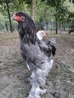 BRAHMA BLAUW-ZWART KWEEKKOPPELS, Dieren en Toebehoren, Meerdere dieren, Kip