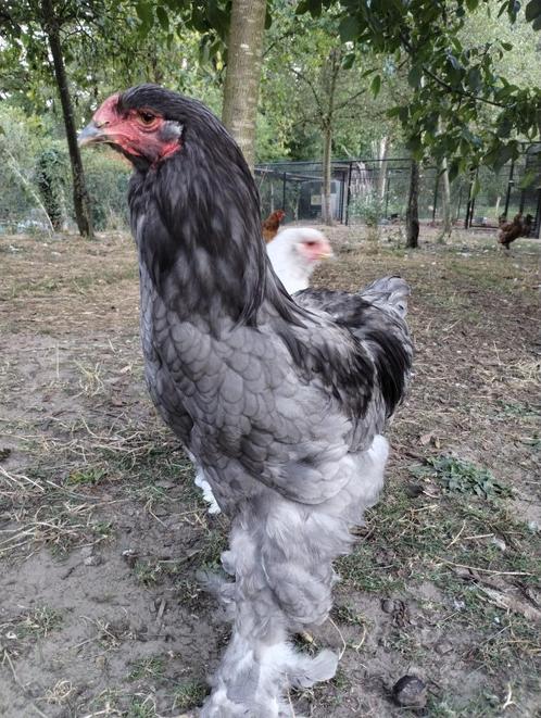 BRAHMA BLAUW-ZWART KWEEKKOPPELS, Dieren en Toebehoren, Pluimvee, Kip, Meerdere dieren