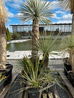 Lot van 6 yucca’s (LOT 40), Ophalen, Vaste plant, Overige soorten, Volle zon