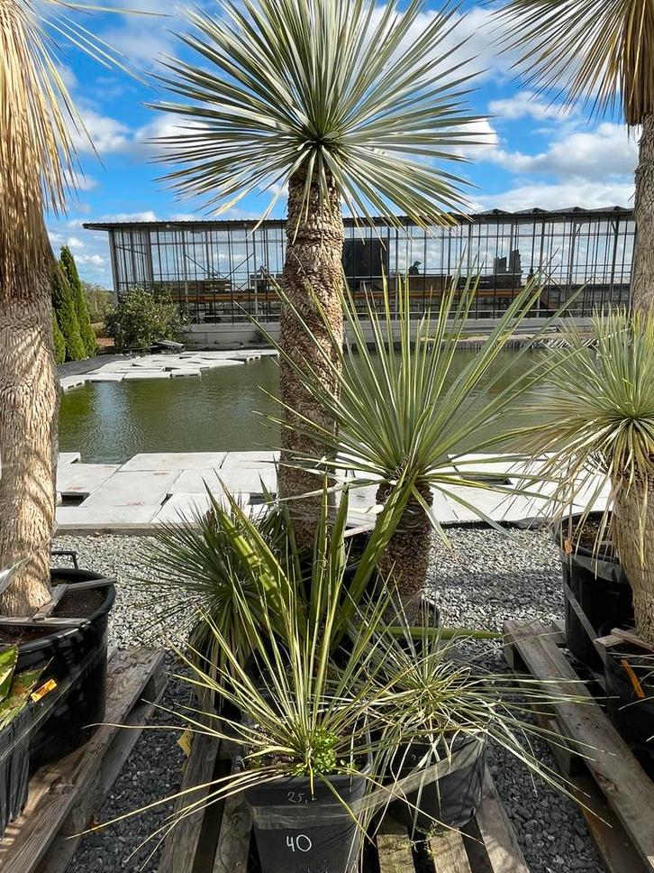 Lot van 6 yucca’s (LOT 40), Tuin en Terras, Planten | Tuinplanten, Vaste plant, Overige soorten, Volle zon, Ophalen