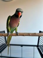 Papegaai te koop met kooi, Dieren en Toebehoren, Ophalen