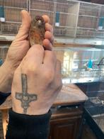 Kruisingen kneu x kanarie, Animaux & Accessoires, Oiseaux | Oiseaux Autre, Mâle, Oiseau chanteur sauvage, Bagué