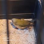 Goldamandina, Dieren en Toebehoren, Ophalen