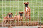 Boxer pups te koop, Dieren en Toebehoren, Honden | Bulldogs, Pinschers en Molossers, 15 weken tot 1 jaar, Overige rassen, Buitenland