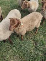 Mouton à vendre, Animaux & Accessoires, Moutons, Chèvres & Cochons, Mouton, Mâle, 0 à 2 ans