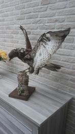 Opgezette buizerd, Ophalen, Zo goed als nieuw, Vogel, Opgezet dier