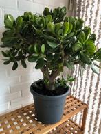 CRASSULA OVATA JADE BOOM, Huis en Inrichting, Kamerplanten, Ophalen, In pot