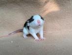 Ratjes van rattery te reserveren - mannetjes