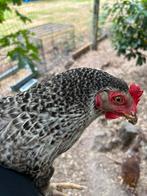 Legkip, Dieren en Toebehoren, Vrouwelijk, Kip