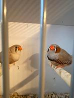 Koppel zebravinken bruin, Dieren en Toebehoren, Geringd