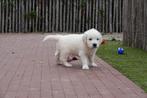 Prachtige Golden retriever pups (ouders aanwezig), Dieren en Toebehoren, Golden retriever, België, CDV (hondenziekte), 8 tot 15 weken