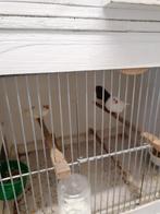 Te koop 7 zebravinken, Dieren en Toebehoren, Vogels | Overige Vogels