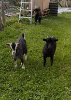 Mieke en bokje te koop, Dieren en Toebehoren