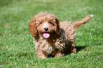 Cockapoo pups te koop, 15 weken tot 1 jaar, Buitenland, CDV (hondenziekte), Meerdere