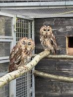 Kweekkoppel bosuilen, Dieren en Toebehoren