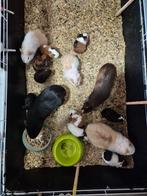 Cavia's gratis afhalen, Dieren en Toebehoren, Februari