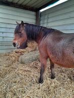 pony, Dieren en Toebehoren, Pony's, 11 jaar of ouder, Gechipt, Merrie, Niet van toepassing