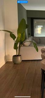 Kamerplant strelitzia nikolai, Ophalen of Verzenden