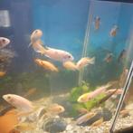 Cichliden   jong volwassen 7 a 8 cm, Dieren en Toebehoren, Vissen | Aquariumvissen