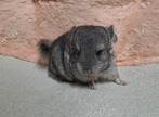 Chinchilla baby bokje, alvast te reserveren!, Dieren en Toebehoren, Chinchilla, Mannelijk, Tam, September