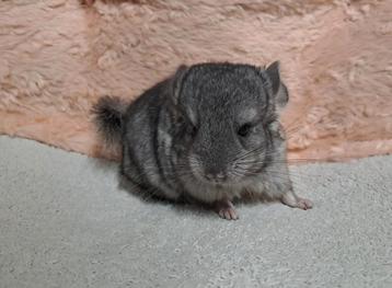 Chinchilla baby bokje, alvast te reserveren!  beschikbaar voor biedingen