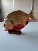 Opgezette rodebuikpiranha, Ophalen of Verzenden, Gebruikt, Wild dier, Opgezet dier