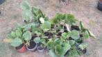 Bergenia's (schoenlappersplanten ) in pot, Tuin en Terras, Ophalen, Lente, Vaste plant, Bodembedekkers