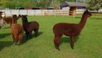 3 jonge alpaca merries te koop, Animaux & Accessoires, Animaux Autre, Femelle