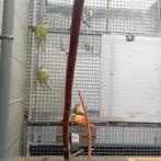 Pyrrhura 2025, Dieren en Toebehoren, Mannelijk