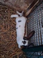 Jonge rammelaar, Dieren en Toebehoren, Konijnen, Mannelijk, Groot, 0 tot 2 jaar