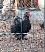 Cochin kriel haan, Dieren en Toebehoren, Pluimvee