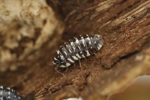 Armadillidium maculatum, Dieren en Toebehoren, Insecten en Spinnen, Overige soorten