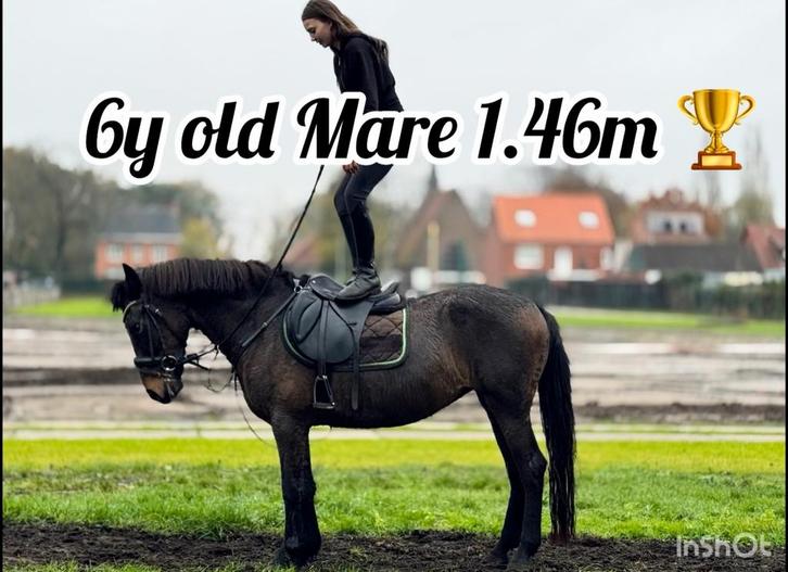 Super leuke Allround  6 jarige D pony merrie, Dieren en Toebehoren, Paarden, Merrie, L, Minder dan 160 cm, 3 tot 6 jaar, Recreatiepaard